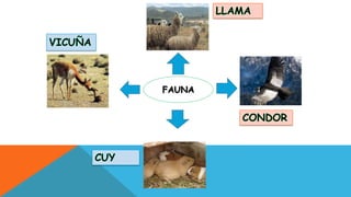 FAUNA

 