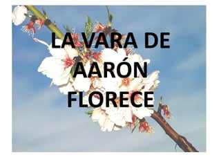 LA VARA DE
AARÓN
FLORECE
 