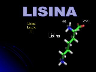 Lisina
Lys, K
  E
 