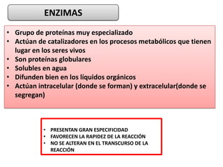 • PRESENTAN GRAN ESPECIFICIDAD
• FAVORECEN LA RAPIDEZ DE LA REACCIÓN
• NO SE ALTERAN EN EL TRANSCURSO DE LA
REACCIÓN
ENZIMAS
• Grupo de proteínas muy especializado
• Actúan de catalizadores en los procesos metabólicos que tienen
lugar en los seres vivos
• Son proteínas globulares
• Solubles en agua
• Difunden bien en los líquidos orgánicos
• Actúan intracelular (donde se forman) y extracelular(donde se
segregan)
 