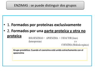 • 1. Formados por proteínas exclusivamente
• 2. Formados por una parte proteica y otra no
proteica
Grupo prostético: Cuando el coenzima está unido estrechamente con el
apoenzima
ENZIMAS : se puede distinguir dos grupos
 