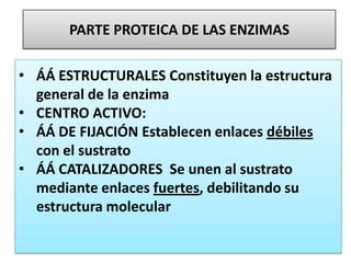 PARTE PROTEICA DE LAS ENZIMAS
• ÁÁ ESTRUCTURALES Constituyen la estructura
general de la enzima
• CENTRO ACTIVO:
• ÁÁ DE FIJACIÓN Establecen enlaces débiles
con el sustrato
• ÁÁ CATALIZADORES Se unen al sustrato
mediante enlaces fuertes, debilitando su
estructura molecular
 