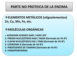 PARTE NO PROTEICA DE LA ENZIMA
ELEMENTOS METÁLICOS (oligoelementos)
Zn, Cu, Mn, Fe, etc.
MOLÉCULAS ORGÁNICAS
1. ADENOSÍN FOSFATO AMP / ADP/ ATP
2. PIRIDIN NUCLEÓTIDOS NAD / NADP (Derivado de Vit B5)
3. FLAVIN NUCLEÓTIDOS FAD / FMN (Derivado de Vit B2)
4. COENZIMA A (Derivado de Vit B3)
5. PIROFOSFATO DE TIAMINA (Derivado de Vit B1)
6. FERROPORFIRINAS
 