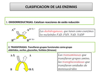 1. OXIDORREDUCTASAS. Catalizan reacciones de oxido reducción
2. TRANSFERASAS. Transfieren grupos funcionales como grupo
aldehidos, ascilos, glucosilos, fosfatos (kinasas)
CLASIFICACION DE LAS ENZIMAS
 