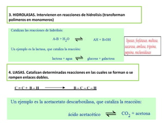 3. HIDROLASAS. Intervienen en reacciones de hidrolisis (transforman
polimeros en monomeros)
4. LIASAS. Catalizan determinadas reacciones en las cuales se forman o se
rompen enlaces dobles.
 