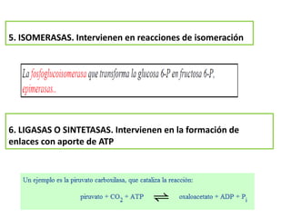 5. ISOMERASAS. Intervienen en reacciones de isomeración
6. LIGASAS O SINTETASAS. Intervienen en la formación de
enlaces con aporte de ATP
 