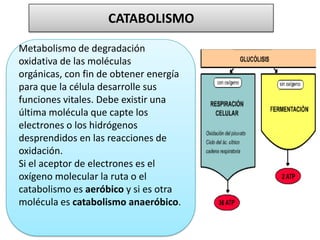 CATABOLISMO
Metabolismo de degradación
oxidativa de las moléculas
orgánicas, con fin de obtener energía
para que la célula desarrolle sus
funciones vitales. Debe existir una
última molécula que capte los
electrones o los hidrógenos
desprendidos en las reacciones de
oxidación.
Si el aceptor de electrones es el
oxígeno molecular la ruta o el
catabolismo es aeróbico y si es otra
molécula es catabolismo anaeróbico.
 