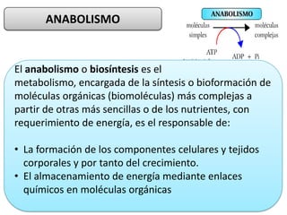 ANABOLISMO
El anabolismo o biosíntesis es el
metabolismo, encargada de la síntesis o bioformación de
moléculas orgánicas (biomoléculas) más complejas a
partir de otras más sencillas o de los nutrientes, con
requerimiento de energía, es el responsable de:
• La formación de los componentes celulares y tejidos
corporales y por tanto del crecimiento.
• El almacenamiento de energía mediante enlaces
químicos en moléculas orgánicas
 