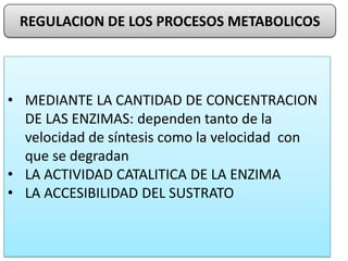 REGULACION DE LOS PROCESOS METABOLICOS
• MEDIANTE LA CANTIDAD DE CONCENTRACION
DE LAS ENZIMAS: dependen tanto de la
velocidad de síntesis como la velocidad con
que se degradan
• LA ACTIVIDAD CATALITICA DE LA ENZIMA
• LA ACCESIBILIDAD DEL SUSTRATO
 