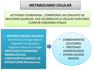 METABOLISMO CELULAR
ACTIVIDAD COORDINADA , COMPRENDE UN CONJUNTO DE
RECCIONES QUIMICAS QUE OCURREN EN LA CÉLULAS VIVAS PARA
CUMPLIR FUNCIONES VITALES
• OBTENER ENERGIA QUIMICA
(A Partir De Energía Solar O
Degradar Compuestos
Orgánicos Ricos En Energía
• SINTETIZAR O DEGRADAR
BIOMOLECULAS.
• CONSTRUIR POLIMEROS DE
ESTRUCTURAS MONOMERICAS
• CARBOHIDRATOS
(AZUCARES)
• PROTEINAS
(AMINOACIDOS)
• LIPIDOS (ACIDOS
GRASOS)
 