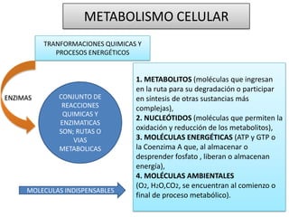 METABOLISMO CELULAR
TRANFORMACIONES QUIMICAS Y
PROCESOS ENERGÉTICOS
CONJUNTO DE
REACCIONES
QUIMICAS Y
ENZIMATICAS
SON; RUTAS O
VIAS
METABOLICAS
ENZIMAS
MOLECULAS INDISPENSABLES
1. METABOLITOS (moléculas que ingresan
en la ruta para su degradación o participar
en síntesis de otras sustancias más
complejas),
2. NUCLEÓTIDOS (moléculas que permiten la
oxidación y reducción de los metabolitos),
3. MOLÉCULAS ENERGÉTICAS (ATP y GTP o
la Coenzima A que, al almacenar o
desprender fosfato , liberan o almacenan
energía),
4. MOLÉCULAS AMBIENTALES
(O2, H2O,CO2, se encuentran al comienzo o
final de proceso metabólico).
 