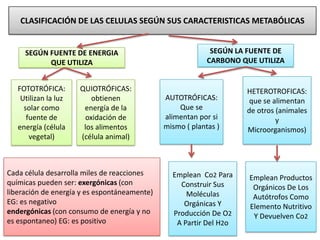 CLASIFICACIÓN DE LAS CELULAS SEGÚN SUS CARACTERISTICAS METABÓLICAS
SEGÚN FUENTE DE ENERGIA
QUE UTILIZA
SEGÚN LA FUENTE DE
CARBONO QUE UTILIZA
FOTOTRÓFICA:
Utilizan la luz
solar como
fuente de
energía (célula
vegetal)
QUIOTRÓFICAS:
obtienen
energía de la
oxidación de
los alimentos
(célula animal)
AUTOTRÓFICAS:
Que se
alimentan por si
mismo ( plantas )
HETEROTROFICAS:
que se alimentan
de otros (animales
y
Microorganismos)
Emplean Co2 Para
Construir Sus
Moléculas
Orgánicas Y
Producción De O2
A Partir Del H2o
Emplean Productos
Orgánicos De Los
Autótrofos Como
Elemento Nutritivo
Y Devuelven Co2
Cada célula desarrolla miles de reacciones
químicas pueden ser: exergónicas (con
liberación de energía y es espontáneamente)
EG: es negativo
endergónicas (con consumo de energía y no
es espontaneo) EG: es positivo
 