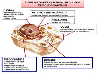 LAS RUTAS METABÓLICAS SE DESARROLLAN EN LUGARES
ESPECÍFICOS DE LAS CÉLULAS
 