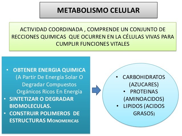 Exposicion metabolismop bioquimica