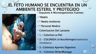 EL FETO HUMANO SE ENCUENTRA EN UN
AMBIENTE ESTERIL Y PROTEGIDO
• Expuesto A Microorganismos Fuentes:
• *Madre
• * Medio Ambiente
• * Personal Medico
• Colonizacion Del Lactante
• 1.- Coloniza La Piel
• 2.- COLONIZA LA Bucofaringe(steptococo
Virididans)
• 3.-Colonoza Aparato Digestivo
• 4.- Coloniza Otras Mucosas
 