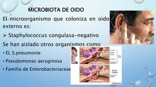 MICROBIOTA DE OIDO
El microorganismo que coloniza en oido
externo es:
 Staphylococcus congulasa-negativo
Se han aislado otros organismos como
• EL S.pneumonie
• Pseudomonas aeruginosa
• Familia de Enterobacteriaceae.
 