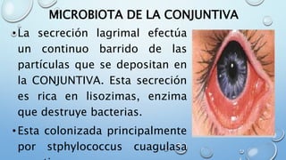 MICROBIOTA DE LA CONJUNTIVA
•La secreción lagrimal efectúa
un continuo barrido de las
partículas que se depositan en
la CONJUNTIVA. Esta secreción
es rica en lisozimas, enzima
que destruye bacterias.
•Esta colonizada principalmente
por stphylococcus cuagulasa
 