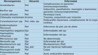 Microorganismo Ubicación Enfermedad
Acinetobacter Piel
Complicaciones en pacientes
inmunocomprometidos
Bacillus spp Piel
Iridociclitis, panoftalmitis, meningitis y bacteremia
pacientes inmunocomprometidos
Candida albicans Piel Paroniquia (rara)
Chlamydia trachomatis Incierta Tracoma, conjuntivitis por inclusión
Corynebacterium spp Piel, oído, ojo
Endocarditis bacteriana, complicaciones de la cirgía
cardíaca
Epidermophyton
floccosum
Piel Infecciones de piel, pie de atleta
Haemophilus aegyptius Ojo Enfermedades del ojo
Haemophilus
influenzae
Ojo Enfermedades del ojo
Micrococcus spp Piel No determinada
Moraxella spp Ojo Enfermedad del ojo
Mycobacterium spp Piel Micobacteriosis (Piel)
Neisseria spp Ojo, piel No por bacterias habituales
Pityrosporum ovale Piel Caspa
Propionibacterium
Piel Acné, endicarditis bacteriana
 