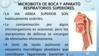 MICROBIOTA DE BOCA Y APARATO
RESPIRATORIOS SUPERIORES.
• LA VIA AEREA SUPERIOR SON
habitualmente estériles.
• La contaminación por algún
microorganismo es ocasional, pero los
mecanismos de defensa se encargan
de eliminarlos eficientemente.
• A nivel de tejido pulmonar se
encuentra macrofagos alveolares que
contribuyen fagocitando bacterias y
 