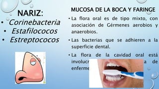 MUCOSA DE LA BOCA Y FARINGE
• La flora oral es de tipo mixto, con
asociación de Gérmenes aerobios y
anaerobios.
• Las bacterias que se adhieren a la
superficie dental.
• La flora de la cavidad oral está
involucrada en la patogenia de
enfermedades como la caries
NARIZ:
• Corinebacteria
• Estafilococos
• Estreptococos
 