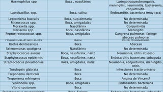 Propionibacterium acnes Nariz Acné, endocarditis
Rothia dentocariosa Boca Absceso
Selenomonas sputigena Nasofárinx No determinada
Staphylococcus aureus Boca, nasofárinx, nariz Neumonía, otitis absceso
Staphylococcus epidermis Boca, nasofárinx, nariz Endocarditis bacteriana subaguda
Streptococcus pneumoniae Boca, amígdalas, nariz Neumonía, conjuntivitis, meningitis,
otitis
Torulopsis glabrata Boca Infecciones tracto urinario
Treponema denticola Boca No determinada
Treponema refringens Boca Angina de Vincent?
Veillonella spp. Boca, amígdalas Endocarditis bacteriana
Vibrio sputorum Boca No determinada
Haemophilus spp Boca , nasofárinx Laringotraqueobronquitis,
meningitis, neumonitis, bacteremia,
conjuntivitis.
Lactobacillus spp. Boca, saliva Endocarditis bacteriana (muy rara)
Leptotrichia buccalis Boca, sup.dentaria No determinada
Micrococcus spp. Boca, amígadalas No determinada
Moraxella spp. Nasofárinx Conjuntivitis
Neisseria spp. Boca, nasofárinx Meningitis
Peptostreptococcus spp. Boca, amígdalas Gangrena pulmonar, faringe
absceso pulmonar
 