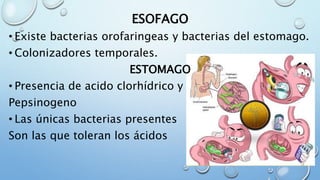 ESOFAGO
• Existe bacterias orofaringeas y bacterias del estomago.
• Colonizadores temporales.
ESTOMAGO
• Presencia de acido clorhídrico y
Pepsinogeno
• Las únicas bacterias presentes
Son las que toleran los ácidos
 