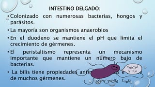 INTESTINO DELGADO:
• Colonizado con numerosas bacterias, hongos y
parásitos.
• La mayoría son organismos anaerobios
• En el duodeno se mantiene el pH que limita el
crecimiento de gérmenes.
• El peristaltismo representa un mecanismo
importante que mantiene un número bajo de
bacterias.
• La bilis tiene propiedades antimicrobianas e inhibe
de muchos gérmenes.
 