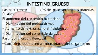 INTESTINO GRUESO
Las bacterias 40% del peso seco de las materias
fecales.
El aumento del contenido bacteriano:
- Disminución del peristaltismo,
- Aumento del pH; cercano al fisiológico,
- Disminución del contenido de agua.
Pasando la válvula ileocecal
• Complejo ecosistema microbiano del organismo
 