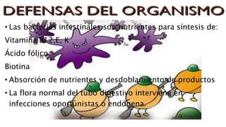 • Las bacterias intestinales son nutrientes para síntesis de:
Vitamina B12,E, K
Ácido fólico
Biotina
• Absorción de nutrientes y desdoblamiento de productos
• La flora normal del tubo digestivo interviene en
infecciones oportunistas o endógena.
 