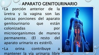 APARATO GENITOURINARIO
•La porción anterior de la
uretra y la vagina son las
únicas porciones del aparato
genitourinario que están
colonizadas por
microorganismos de manera
permanente. (El resto del
aparato urinario es estéril).
•La orina contribuye a
mantener la vía urinaria libre
 