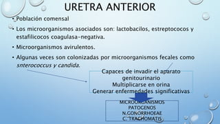 URETRA ANTERIOR
• Población comensal
• Los microorganismos asociados son: lactobacilos, estreptococos y
estafilicocos coagulasa-negativa.
• Microorganismos avirulentos.
• Algunas veces son colonizadas por microorganismos fecales como
snterococcus y candida.
Capaces de invadir el aparato
genitourinario
Multiplicarse en orina
Generar enfermedades significativas
MICROORGANISMOS
PATOGENOS
N.GONORRHOEAE
C. TRACHOMATIS
 