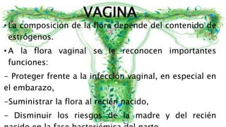 VAGINA
• La composición de la flora depende del contenido de
estrógenos.
• A la flora vaginal se le reconocen importantes
funciones:
- Proteger frente a la infección vaginal, en especial en
el embarazo,
-Suministrar la flora al recién nacido,
- Disminuir los riesgos de la madre y del recién
 