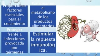 Participar en
el
metabolismo
de los
productos
alimentarios
Proporcionar
factores
esenciales
para el
crecimiento
Proteger
frente a
infecciones
provocada
por
gérmenes
Estimular
la repuesta
inmunológ
ica.
 