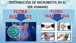 •DISTRIBUCIÓN DE MICROBIOTA EN EL
SER HUMANO
FLORA
RESIDENTE
FLORA
TRANSITORIA
 