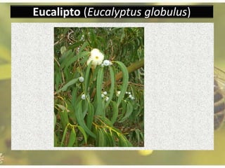 Eucalipto (Eucalyptus globulus)
 