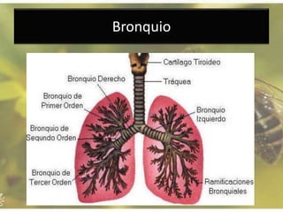 Bronquio
 