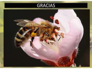 GRACIAS
 