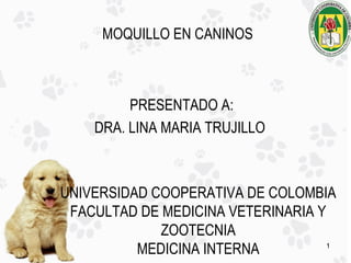 MOQUILLO EN CANINOS



         PRESENTADO A:
    DRA. LINA MARIA TRUJILLO



UNIVERSIDAD COOPERATIVA DE COLOMBIA
 FACULTAD DE MEDICINA VETERINARIA Y
             ZOOTECNIA
          MEDICINA INTERNA          1
 
