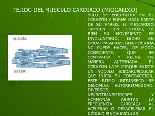 TEJIDO DEL MUSCULO CARDIACO (MIOCARDIO) SOLO SE ENCUENTRA EN EL CORAZÓN Y FORMA GRAN PARTE DE SU PARED. EL MIOCARDIO TAMBIEN TIENE ESTRÍAS, SI BIEN SU MOVIMIENTO ES INVOLUNTARIO, DICHO EN OTRAS PALABRAS, UNA PERSONA NO PUEDE HACER, DE MODO CONSCIENTE, QUE SE CONTRAIGA Y RELAJE DE MANERA ALTERNADA. EL CORAZON LATE PORQUE EXISTE UN NÓDULO SINOARURICULAR QUE INICIA SU CONTRACCION, ESTE RITMO INTRINSECO SE DENOMINA AUTORRITMICIDAD. DIVERSOS NEUROTRANSMISORES Y HORMONAS AJUSTAN LA FRECUENCIA CARDIACA AL ACELERAR O DESACELERAR EL NÓDULO SINOAURICULAR. 