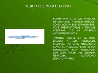 TEJIDO DEL MUSCULO LISO FORMA PARTE DE LAS PAREDES DE ORGANOS INTERNOS HUECOS, COMO LOS VASOS SANGUINEOS, VIAS RESPIRATORIAS Y MUCHAS VISCERAS DE LA CAVIDAD ABDOMINOPELVICA. TAMBIEN EXISTE EN LA PIEL, LIGADO A LOS FOLICULOS PILOSOS. TANTO EL MIOCARDIO COMO EL MUSCULO LISO ESTAN REGULADOS POR NEURONAS, QUE SON PARTE DEL SISTEMA NERVIOSO AUTÓNOMO (INVOLUNTARIO) 