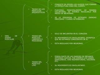TIPO DE TEJIDO  MUSCULAR TEJIDO DE LOS MUSCULOS ESQUELETICOS TEJIDO DEL MUSCULO CARDIACO O MIOCARDIO TEJIDO DEL MUSCULO LISO CONSISTE EN MOVER LOS HUESOS QUE FORMAN LA ESTRUCTURA OSEA DEL CUERPO. FUNCIONA, PRINCIPALMENTE DE MANERA VOLUNTARIA; ES POSIBLE REGULARLO POR MEDIO DE NEURONAS. SE LE DENOMINA DE ESTRIADO (BANDAS OBSCURAS Y CLARAS ALTERNADAS. SOLO SE ENCUENTRA EN EL CORAZON. SU MOVIMIENTO ES INVOLUNTARIO, SIGNIFICA  QUE NO ESTAMOS CONSCIENTES DE EL. ESTA REGULADO POR NEURONAS.  FORMA PARTE DE LAS PAREDES DE ORGANOS INTERNOS HUECOS, POR EJEMPLO LOS VASOS SANGUINEOS, VIAS RESPIRATORIAS, VISCERAS ETC. SU MOVIMIENTO ES INVOLUNTARIO. ESTA REGULADO POR NEURONAS. 