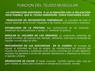 FUNCION DEL TEJIDO MUSCULAR LA CONTRACCIÓN SOSTENIDA  O LA ALTERACIÓN CON LA RELAJACIÓN HACE POSIBLE  QUE EL TEJIDO DESEMPEÑE  CINCO FUNCIONES CLAVE. PRODUCCION DE MOVIMIENTOS CORPORALES :  La actividad de todo el cuerpo depende de la función integrada a los huesos, articulaciones y músculos. ESTABILIDAD DE LA POSTURA:  L as contracciones de los músculos  estabilizan las articulaciones y ayudan a  mantener la postura.  REGULAR EL VOLUMEN DE LOS ORGANOS:  La contracción sostenida de bandas anulares  de músculo liso, llamado  esfínteres, evita que el contenido de vísceras huecas salga de ellos. MOVIMIENTOS DE LAS SUSTANCIAS  EN EL CUERPO:  Se encarga de regular la velocidad del flujo de sangre. las contracciones del músculo liso mueven los alimentos y sustancias como la bilis y encimas por el tubo digestivo, impulsan los gametos a través del aparato reproductivo y desplazan la orina por el aparato urinario . PRODUCCION DE CALOR:  El tejido muscular  también genera calor, que en gran medida se utiliza para mantener la temperatura corporal  normal.  