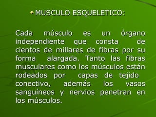 MUSCULO ESQUELETICO: Cada músculo es un órgano independiente que consta  de cientos de millares de fibras por su forma  alargada. Tanto las fibras musculares como los músculos están rodeados por  capas de tejido  conectivo, además los vasos sanguíneos y nervios penetran en los músculos. 