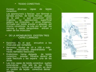 TEJIDO CONECTIVO Existen diversas capas de tejido conectivo Las aponeurosis o fascias  son láminas o bandas anchas  de tejido fibroso  debajo de la piel  y que envuelven otros órganos. La aponeurosis superficial separa los músculos  y otros órganos; formado por tejido areolar y adiposo, así mismo constituye  la ruta por la cual  los nervios y vasos sanguíneos  entran y salen de los músculos. DE LA APONEUROSIS  EXISTEN TRES CAPAS LLAMADAS:  Episimio: Es el que  envuelve a los músculos por completo  Perimisio: Rodea de 10 a 100 o más  fibras  musculares separándolos  en haces llamados fascículos. Endomisio: Vaina delgada  de tejido conectivo  areolar. Penetra dentro de cada fascículo y las separa  una de las otras. Las tres capas de tejido conectivo  suelen extenderse  más allá de las  fibras musculares y forman un tendón, es decir un cordón de tejido  conectivo denso  regular. 