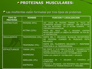 PROTEINAS  MUSCULARES: Las miofibrillas están formadas por tres tipos de proteínas   DEL DISCO  Z  A LA LINEA M; FIJA EL F. DELGADO A LOS DISCOS. ESTABILIZA  LA CONTRACION  Y RELAJACION  Y PROPORCIONAN ELASTICIDAD Y EXTENSIBILIDAD FORMA LAS LINEAS M Y ESTABILIZAN F. GRUESOS LOCALIZADO EN  F. DELGADO  Y CONSERVA LA ALINEACION. VINCULA F. DELGADOS  CON PROTEINAS DEL SARCOMERA Y TRANSMITE LA TENSION MUSCULAR A TENDONES. TININA (9%) MIOMESINA NEBULINA (3%) DISTROFIA   ESTRUCTURALES   PARTE DEL F. DELGADO. BLOQUEA RECEPTORES DE MIOSINA CUANDO EL MUSCULO ESTA RELAJADO  PARTE DEL FILAMENTO DELGADO Y  MANTIENE POSICION A LA TROPOMIOSINA   TROPOMIOSIN (5%) TROPONINA (5%)   REGULADORAS   LAS COLAS DE MIOSINA FORMAN EL TALLO DE FILAMENTOS GRUESOS. LAS CABEZAS  UNE LOS SITIOS CON LOS RECPTORES  EN LA ACTINA DURANTE  LA CONTRACCION MUSCULAR. PARTE DEL TALLO  DEL F. DELGADO. CONTIEN RECEPTORES DONDE LA CABEZA DE MIOSINA  SE FIJA EN  LA CONTRACCION MIOSINA 44%) ACTINA (22%)   CONTRACTILES   FUNCION Y LOCALIZACION   NOMBRE   TIPO DE PROTEINA   