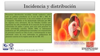 Incidencia y distribución
Presentan distribución mundial, siendo endémico sobre
todo en gallinas ponedoras en el caso de MG y MS. Se
describen como reservorios a las aves criadas al aire libre
y traspatio. También se ha demostrado infección por MG
en algunas aves silvestres. En los Estados Unidos este
organismo ha sido erradicado de la mayoría de las granjas
comerciales de pollos y pavos, pero aun está presente en
otras actividades avícolas. Desde 1994, se informaron
epidemias por M. gallisepticum asociadas con conjuntivitis
en pinzones caseros en todo el este y recientemente se han
informado casos de aves infectadas en poblaciones de
pinzones caseros en la región oeste de los EE. UU.
https://avicultura.info/control-y-diagnostico-de-las-
micoplasmosis-en-reproductoras-y-pollos-de-engorda/
 