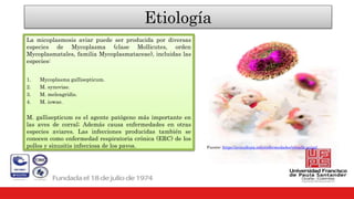 Etiología
La micoplasmosis aviar puede ser producida por diversas
especies de Mycoplasma (clase Mollicutes, orden
Mycoplasmatales, familia Mycoplasmataceae), incluidas las
especies:
1. Mycoplasma gallisepticum.
2. M. synoviae.
3. M. meleagridis.
4. M. iowae.
M. gallisepticum es el agente patógeno más importante en
las aves de corral; Además causa enfermedades en otras
especies aviares. Las infecciones producidas también se
conocen como enfermedad respiratoria crónica (ERC) de los
pollos y sinusitis infecciosa de los pavos. Fuente: https://avicultura.info/enfermedades/viruela-aviar/
 