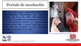 Periodo de incubación
Las aves de corral infectadas por medios
experimentales desarrollan los síntomas
después de 6 a 21 días. En infecciones
naturales, el período de incubación es variable;
las aves infectadas pueden ser asintomáticas
durante varios días o meses hasta que sufren
estrés. En los pinzones, se han informado
períodos de incubación de entre
4 y 14 días. https://www.slideshare.net/MarisolLondooGil/mycoplasma-aves
 