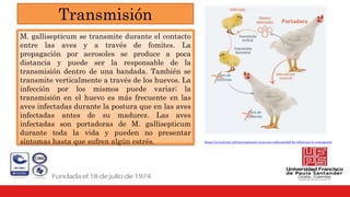 Transmisión
M. gallisepticum se transmite durante el contacto
entre las aves y a través de fomites. La
propagación por aerosoles se produce a poca
distancia y puede ser la responsable de la
transmisión dentro de una bandada. También se
transmite verticalmente a través de los huevos. La
infección por los mismos puede variar; la
transmisión en el huevo es más frecuente en las
aves infectadas durante la postura que en las aves
infectadas antes de su madurez. Las aves
infectadas son portadoras de M. gallisepticum
durante toda la vida y pueden no presentar
síntomas hasta que sufren algún estrés. https://avicultura.info/mycoplasma-synoviae-enfermedad-de-infeccion-re-emergente/
 