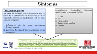 Síntomas
Infecciones graves
las aves se infectan simultáneamente con el
virus de la enfermedad de Newcastle, él de la
bronquitis infecciosa, Escherichia coli u otros
agentes patógenos:
1. inflamación de los senos paranasales
(infraorbitales).
2. presencia de conjuntivitis con exudado ocular
espumoso.
generalmente desarrollan síntomas
respiratorios que pueden incluir:
1. Rales
2. Tos
3. Estornudos
4. Secreciones nasales
5. Disnea
La producción se reduce en las bandadas infectadas, por disminución de peso, de la conversión alimentaria y de la
producción de huevos. Se ve entre las 4 y 12 semanas de edad en boiler, ponedoras y pavos. En la forma sinovitis
infecciosa de la enfermedad el primer signo es por lo general una renuencia a caminar, se observan crestas pálidas y
tasa de crecimiento deprimido. A medida que la enfermedad progresa las plumas se desordenan y las articulaciones
se hinchan. Por lo general las aves no pueden alimentarse ni beber agua, muriendo deshidratadas.
 